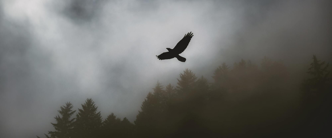Hawk pic